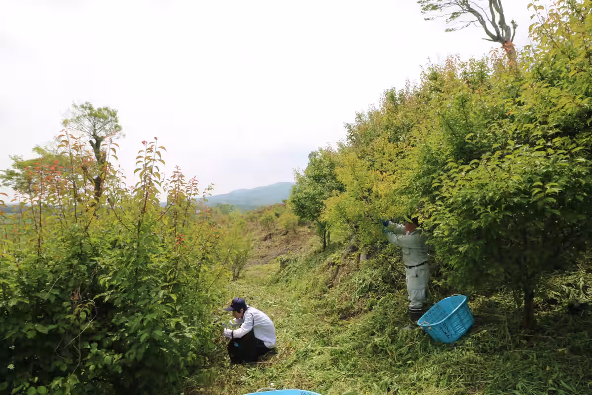 画像4