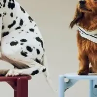 HAY DOGSコレクション