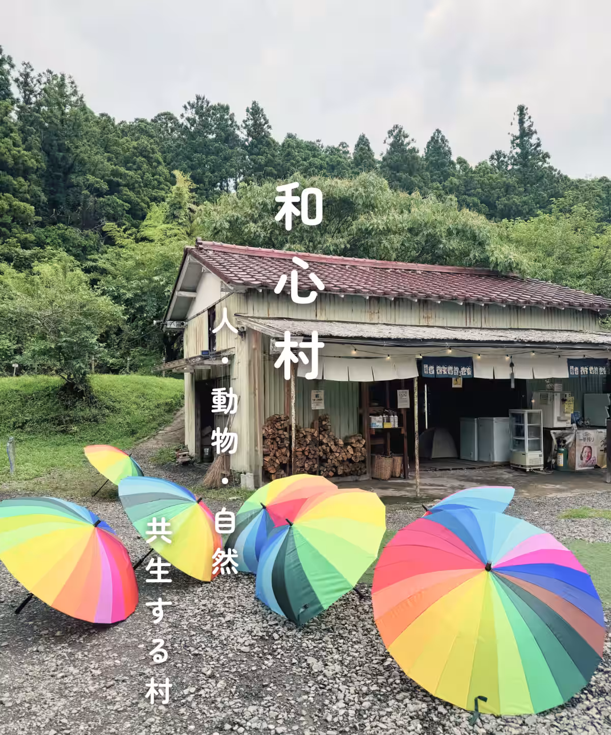 画像13