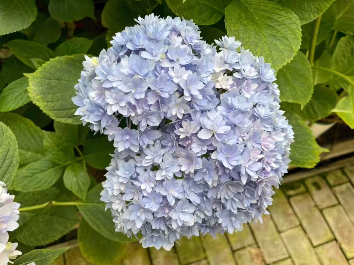 画像9