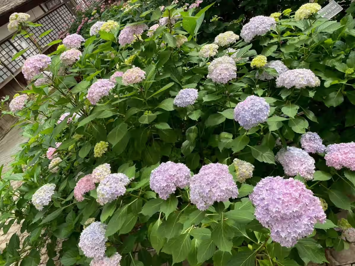 画像10