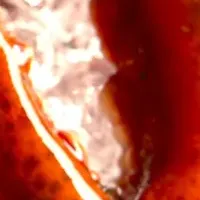 特別なロブスターウィーク