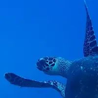 ウミガメの不思議探し