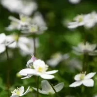 高山の花見