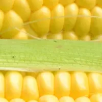 みのりみのるマルシェ