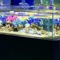 紫陽花水槽登場！