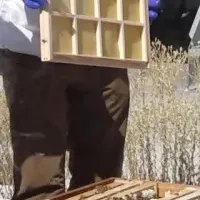 都市養蜂体験