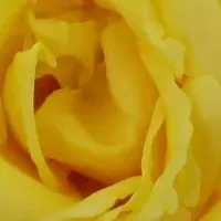 月光の美肌効果