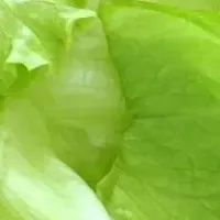 レタス増量キャンペーン