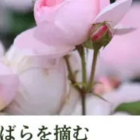 世羅のボックスフラワー体験