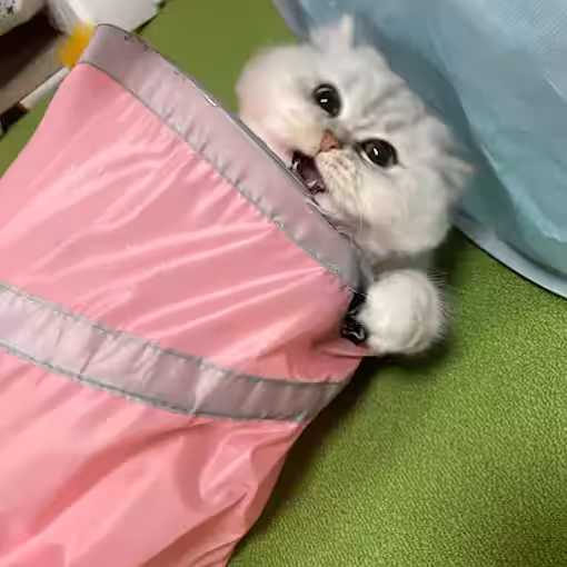 画像10