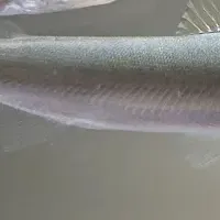 アユ釣り解禁