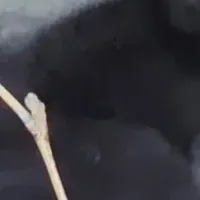 マゼランペンギンのヒナ