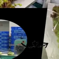 ヨシケイの挑戦