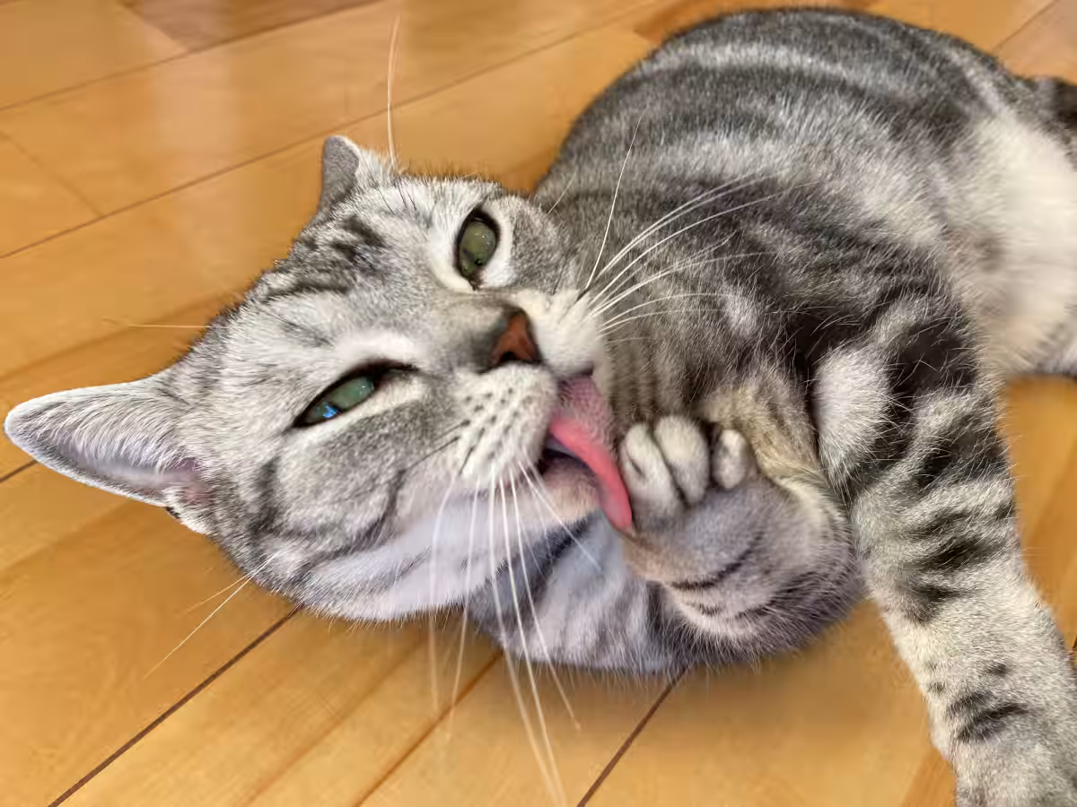 画像28