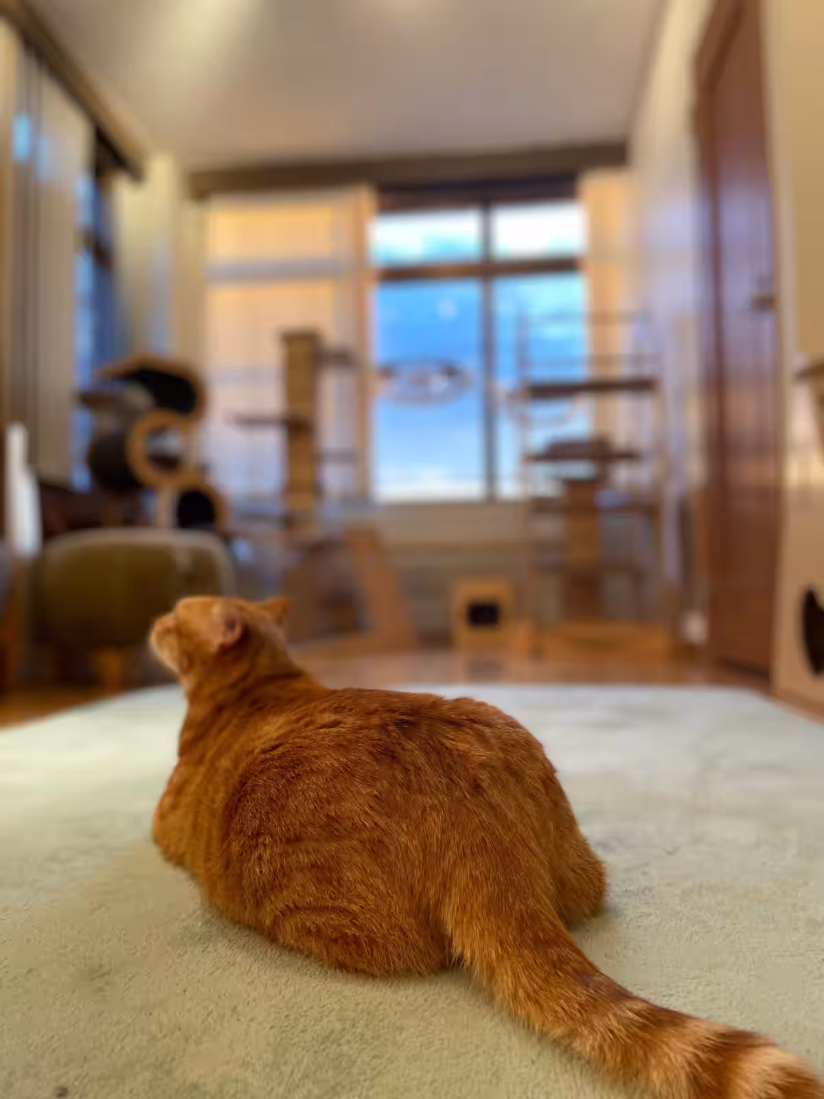 画像11
