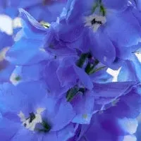 青い花祭と傘