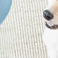 愛犬の夏対策イベント