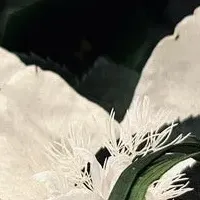 代官山新作リングピロー