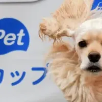 愛犬と楽しむミニレース