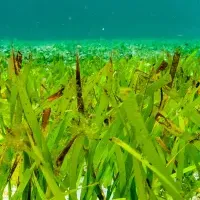 海草藻場の保全