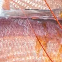 水産物調達調査