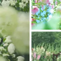 世羅の花夢の里