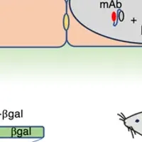 新たな遺伝子治療法