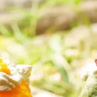 渋谷の新作かき氷