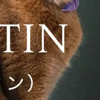 新ブランド『Catlog ケア』登場