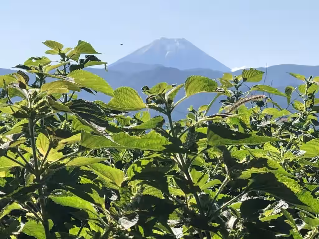 画像6