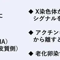 卵子染色体の維持