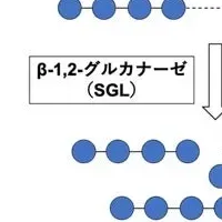 新発見の酵素群
