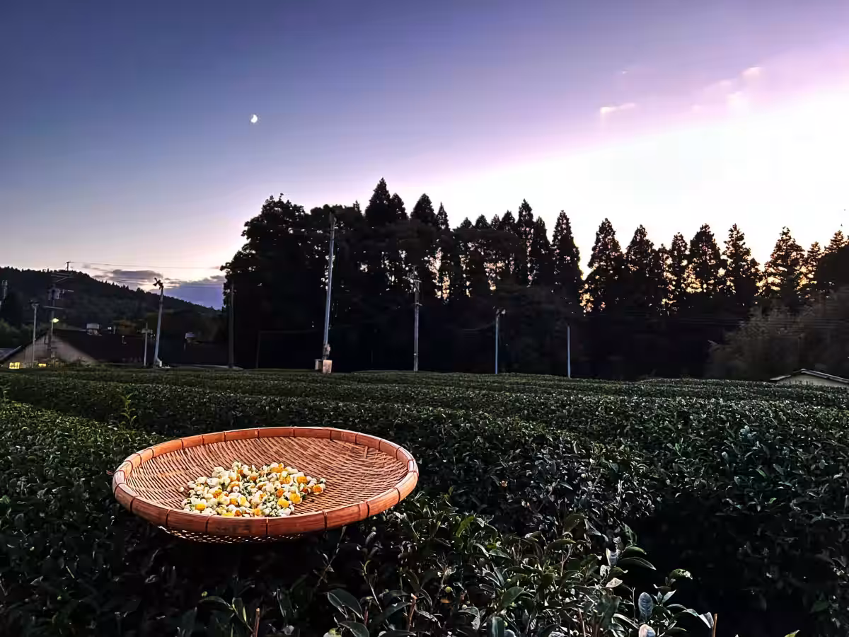画像15