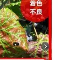 日本ワイン原木園