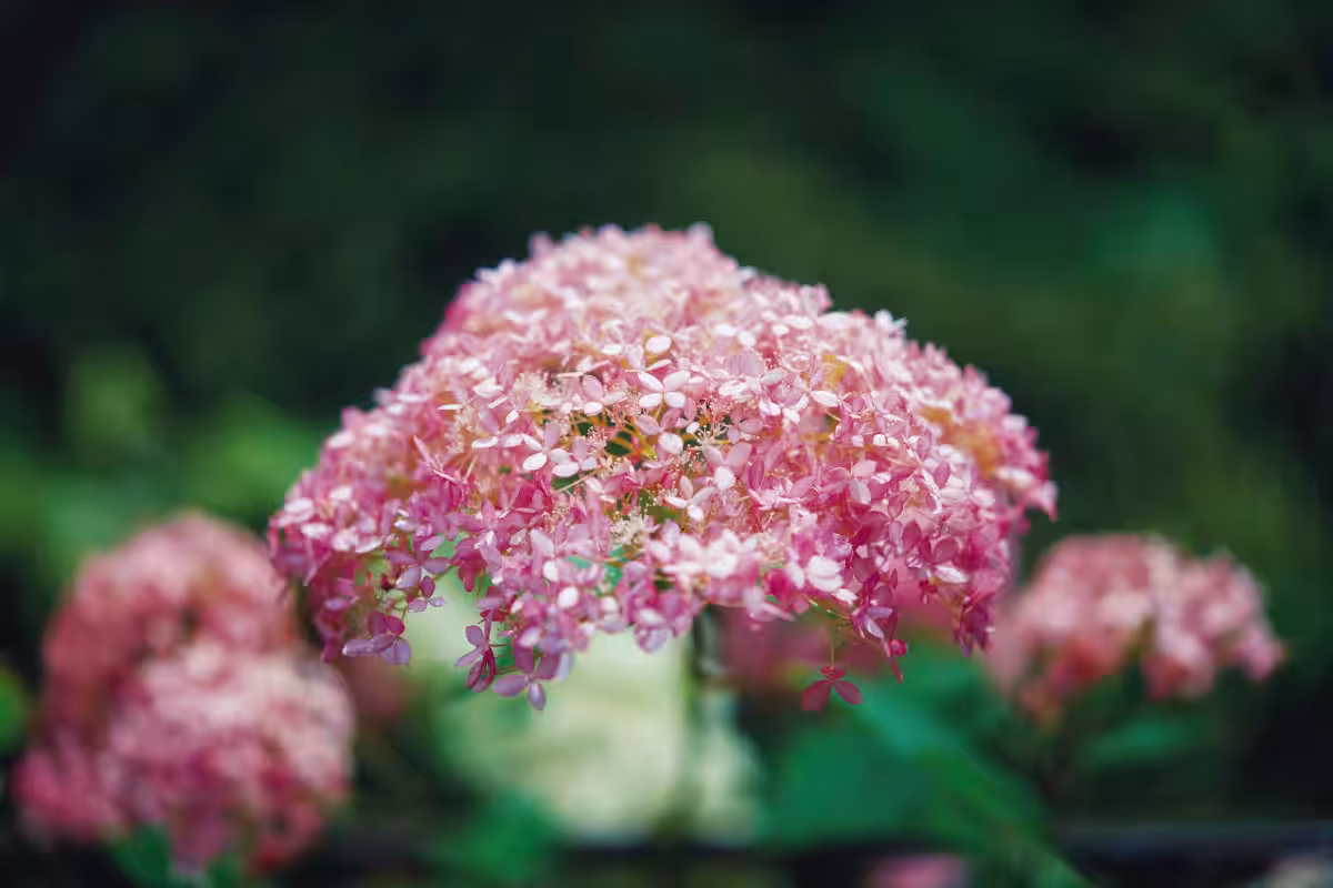 画像21