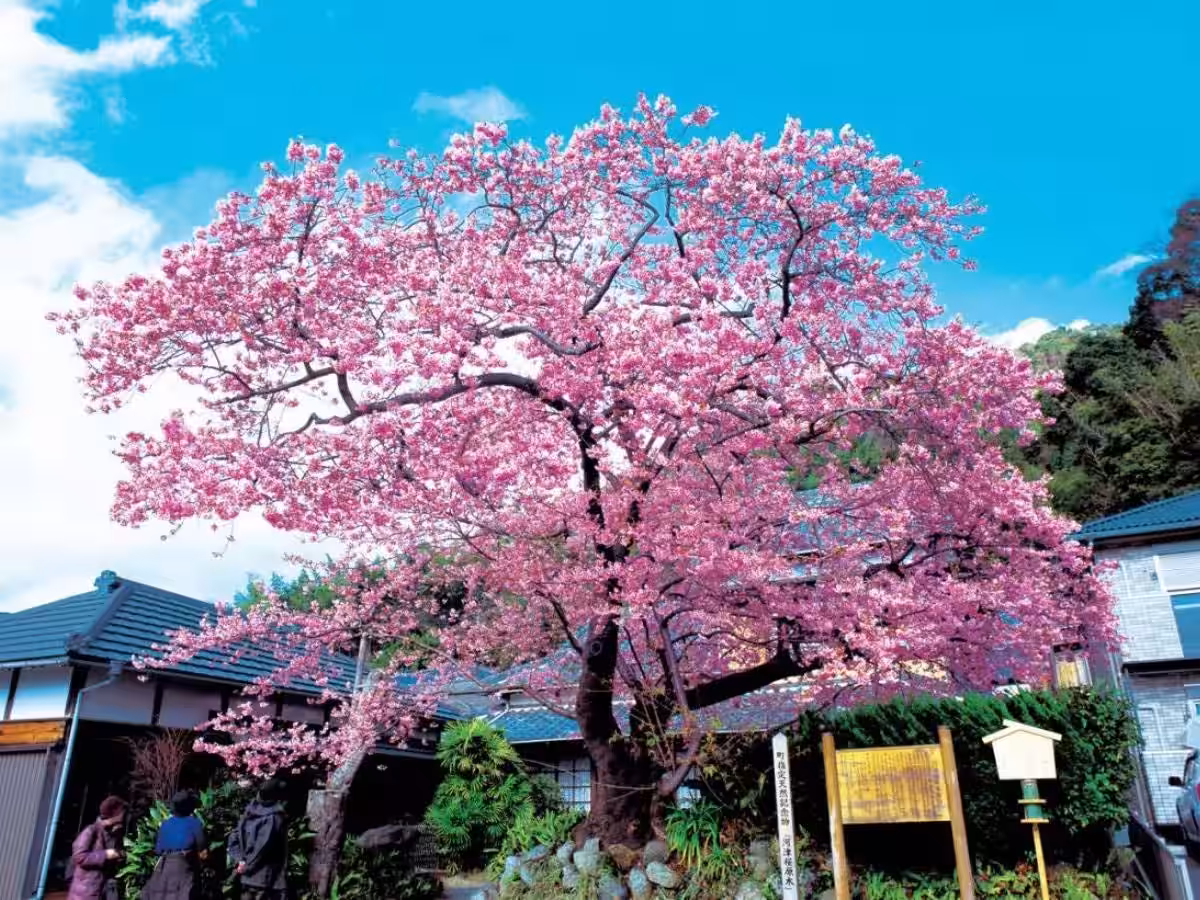 画像7