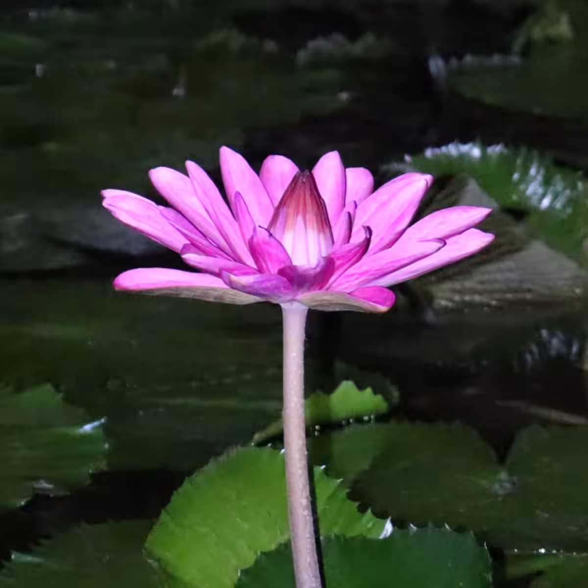 画像8