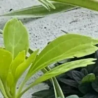 新素材Dotconとは