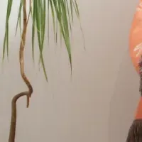 メキシコの新作