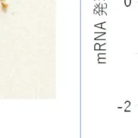 老化細胞除去新素材