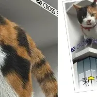 新宿の3D猫切手