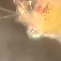 極上ウニ育成の秘訣