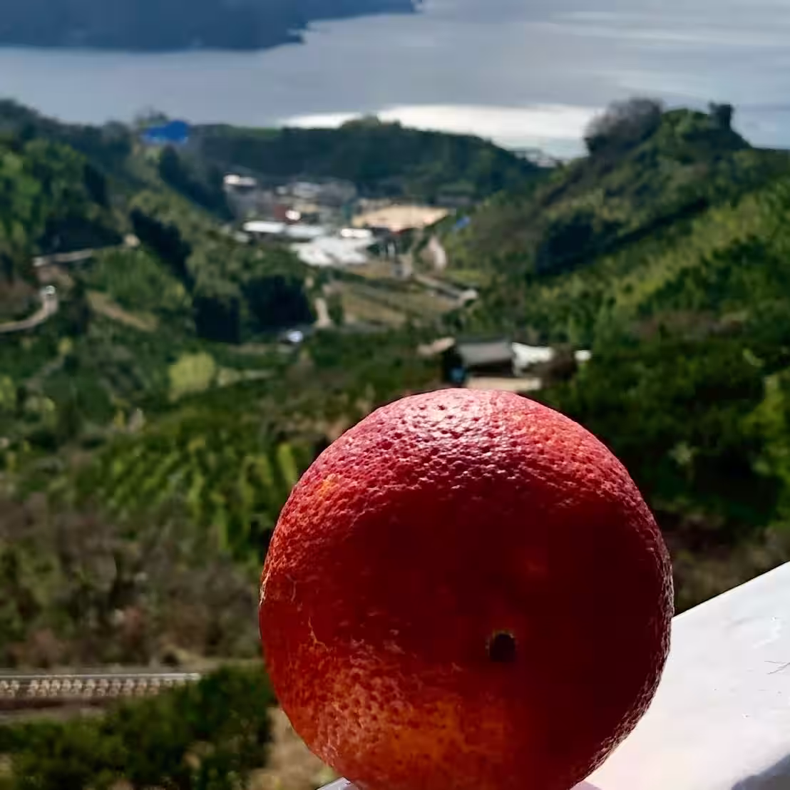 画像14