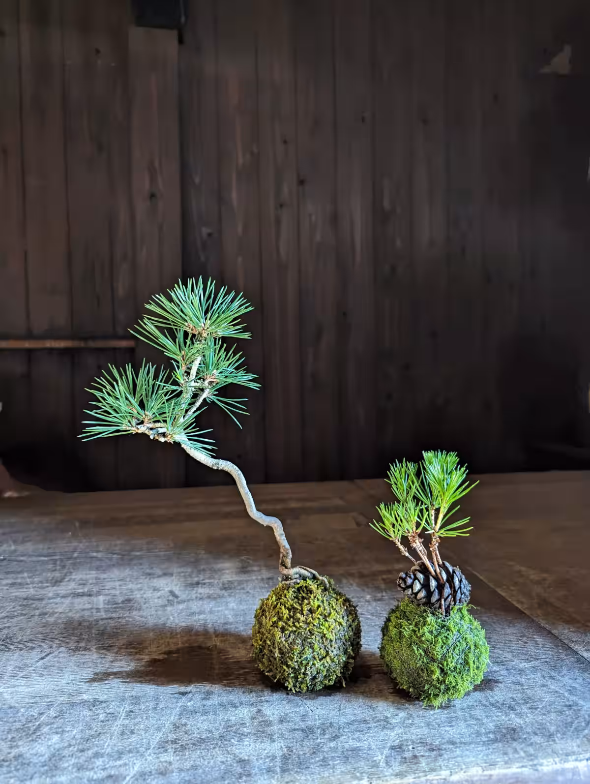 画像7