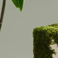 ダフネ ブーケ登場