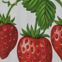 無農薬イチゴ栽培