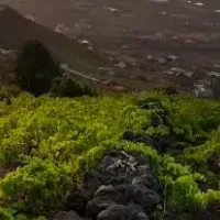 Canary Islands Wine