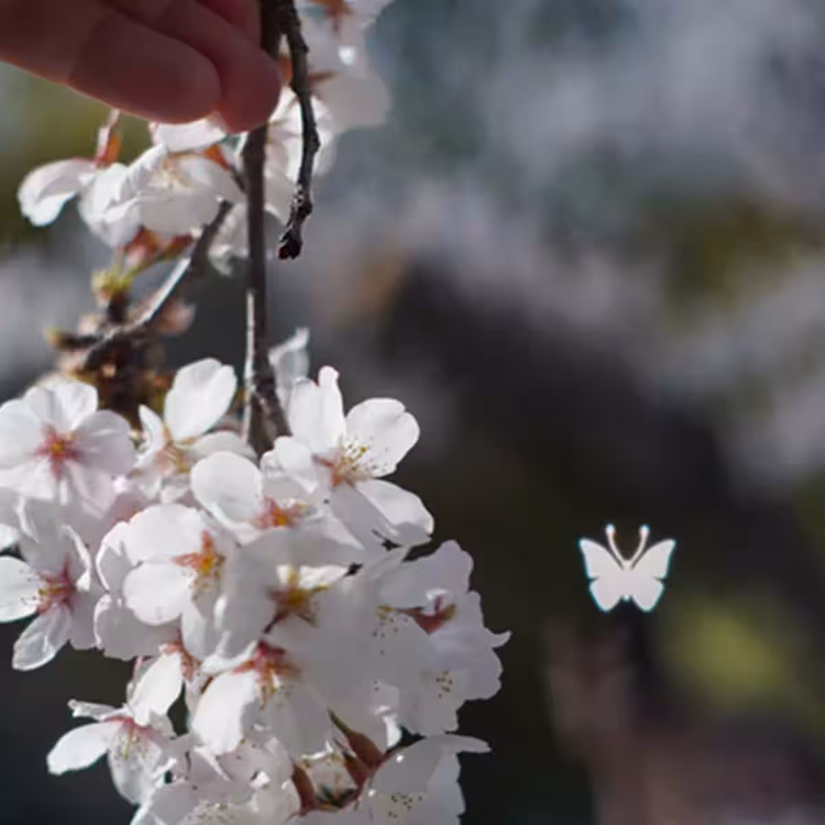画像15