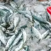 水産業の人権方針